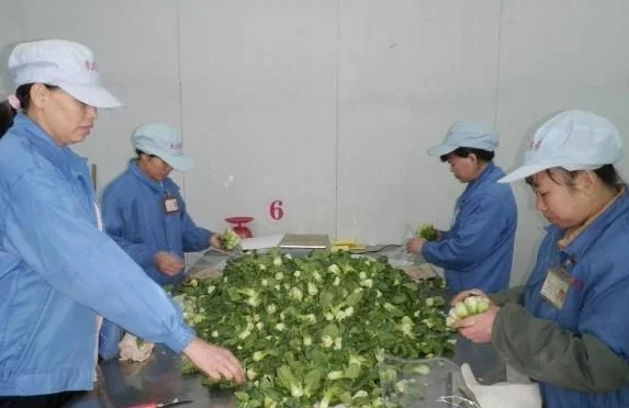 供港蔬菜试行电子标签监管 可追溯原产地
